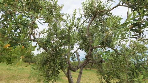 Close Up View of Olive Tree Branches with Green Leaves and Curved Trunk Stock Footage 346653849