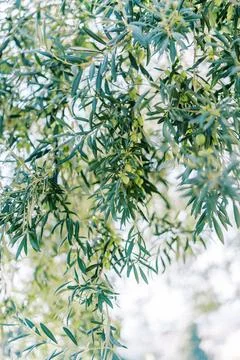 Close View of Olive Tree Branches with Green Olives Stock Photos