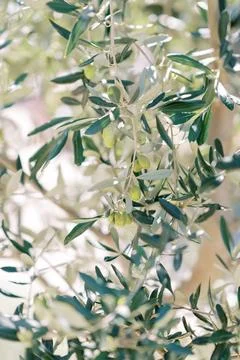 Close up view of olive tree branches with green olives Stock Photos