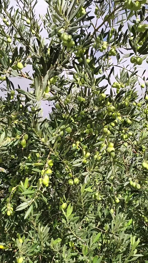 Close-up view of an olive tree Stock Footage 218310166