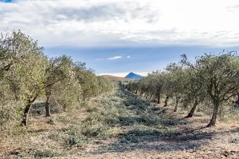 Close-up view of olive tree pruning in progress within a cultivated grove Stock Photos
