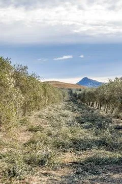 Close-up view of olive tree pruning in progress within a cultivated grove Stock Photos