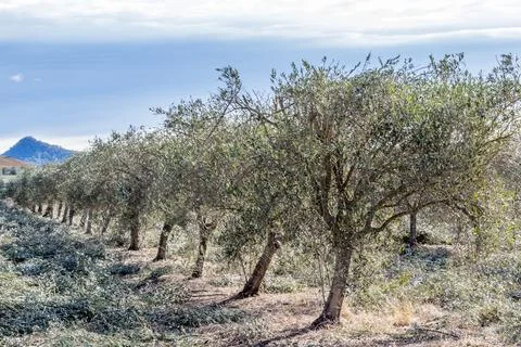 Close-up view of olive tree pruning in progress within a cultivated grove Stock Photos