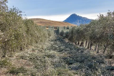 Close-up view of olive tree pruning in progress within a cultivated grove Stock Photos