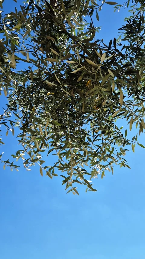 Close-up view of olive trees in Assisi, the city of St. Francis, Umbria, Italy Vídeo Stock 338321814