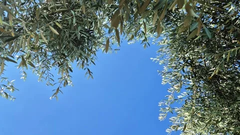 Close-up view of olive trees in Assisi, the city of St. Francis, Umbria, Italy Stock-Footage 338321815
