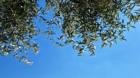Close-up view of olive trees in Assisi, the city of St. Francis, Umbria, Italy 스톡 동영상 338321816