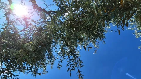 Close-up view of olive trees in Assisi, the city of St. Francis, Umbria, Italy 스톡 동영상 338321817