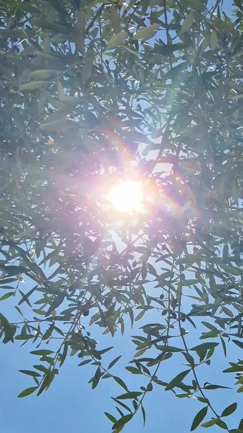 Close-up view of olive trees in Assisi, the city of St. Francis, Umbria, Italy Vídeo Stock 338321818