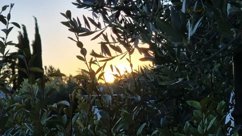 Close-up view of olive trees in Assisi, the city of St. Francis, Umbria, Italy Vídeo Stock 338321821