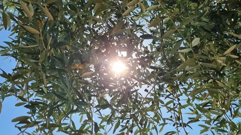 Close-up view of olive trees in Assisi, the city of St. Francis, Umbria, Italy 動画素材 338321822