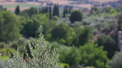 Close-up view of olive trees in Assisi, the city of St. Francis, Umbria, Italy Vidéo 338384831