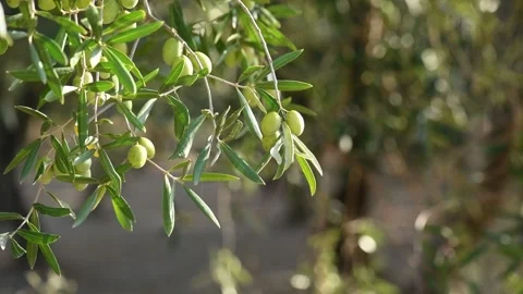 Close up view of olive twig with rays of sun Stock Footage 140217453