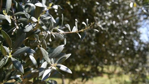 Close up view of olive twig with rays of sun in the background Stock Footage 140217460