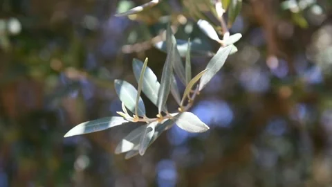 Close up view of olive twig with rays of sun in the background Stock Footage 140217516