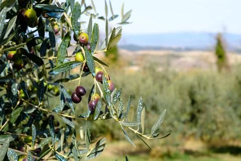 Close Up View of Olives on Tree Stock Photos