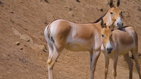 Close view of an onager persian donkey Stock Footage 253344123