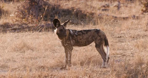 Close-up view of one African wild dog standing in the grass in the Okavango Stock Footage 118352659