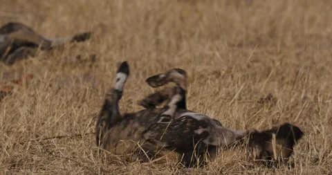 Close-up view of one African wild dog rolling on its back in the grass Stock Footage 118352874