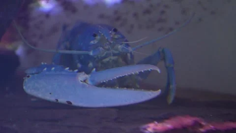 Close view of an one armed lobster  Stock-Footage 296549459