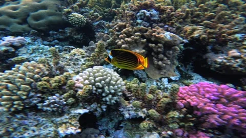 Close up view of one butterflyfish near pink corals Vidéo 337922771