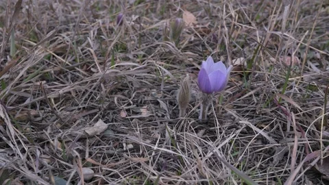 Close-up view of one mauve colored crocus flower open  Stock Footage 146967556