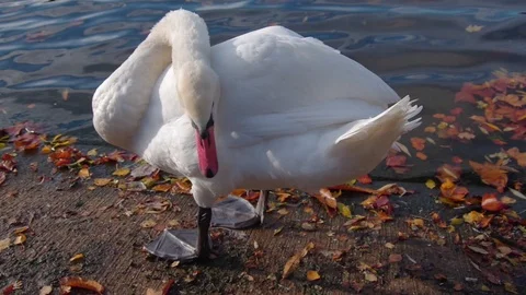 Close up view of one swan cleaning his plumage, near the lake. Stock Footage 100765250