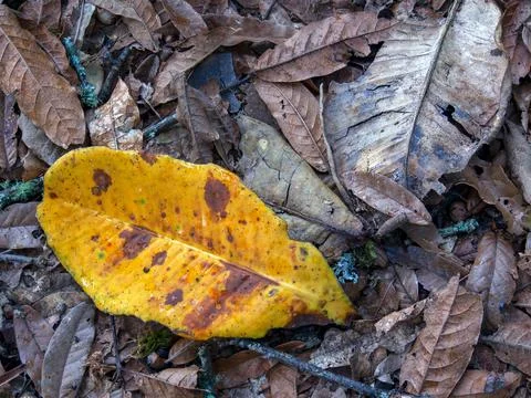 Close-up view of one yellow oak leaf over some brown leaves. Captured at the  Stock Photos