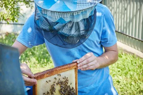 Close up view of an open hive showing footage inhabited by honey bees. Honey  Stock Photos