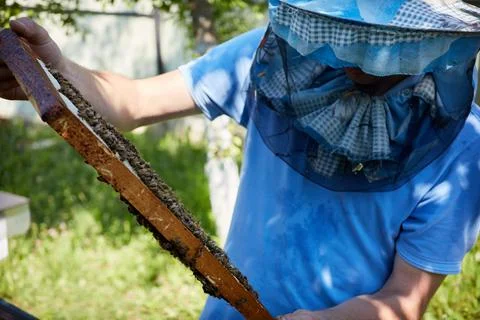 Close up view of an open hive showing footage inhabited by honey bees. Honey  Stock Photos