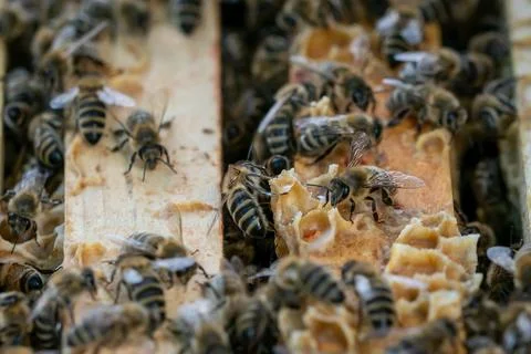 Close up view of the open hive showing the frames populated by honey bees.... Stock-Fotos