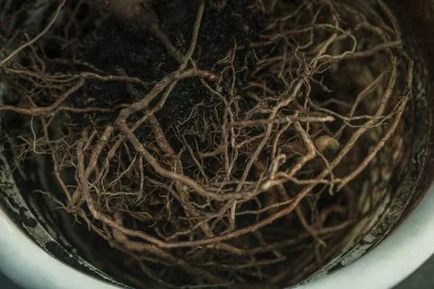Close up view of open root system of houseplant inside flower pot Stock Photos