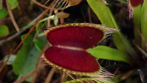 Close view of open Venus Flytrap (Dionaea muscipula), SE USA Stock Footage 76970517