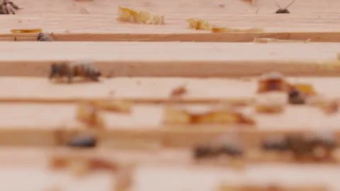 Close up view of the opened hive body showing the frames populated by bees. Stock Footage 260711625
