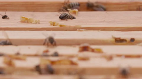 Close up view of the opened hive body showing the frames populated by bees. Stock Footage 260712129