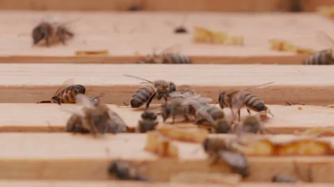 Close up view of the opened hive body showing the frames populated by bees. Stock Footage 260712533