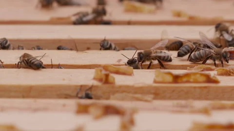 Close up view of the opened hive body showing the frames populated by bees. Stock Footage 260712870