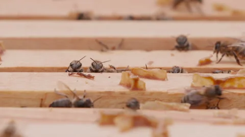 Close up view of the opened hive body showing the frames populated by bees. Stock Footage 260713469