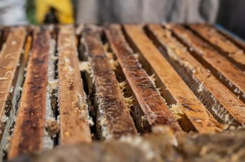 Close up view of the opened hive body showing the frames populated by honey bees Stock Photos