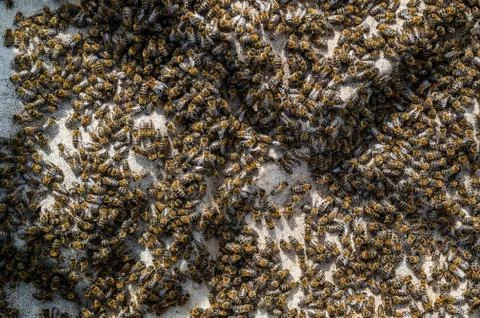 Close up view of the opened hive body showing the frames populated by honey bees Stock Photos