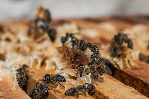 Close up view of the opened hive showing frames populated by honey bees. Ho.. Stock Photos