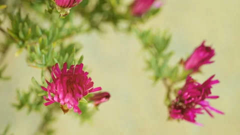 Close up view of Opening blooming violet spring flowers timelapse,nature speed Stock Footage 154181362