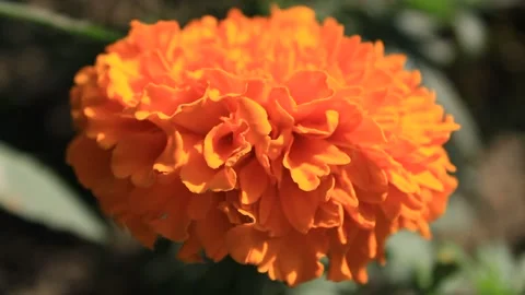 Close view or marigold flower 스톡 동영상 132351339