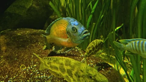 Close view of orange and blue cichlid fish. Stock Footage 272973269