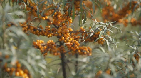 Close up view of orange buckthorn branches Stock Footage 67170314