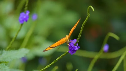 Close up view of an orange butterfly  Stock Footage 256104198