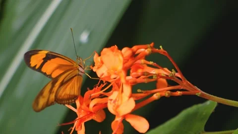 Close view of an orange butterfly Stock Footage 256253660