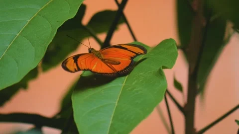 Close view of an orange butterfly Stock Footage 256254180