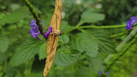 Close up view of an orange butterfly Stock Footage 259475527