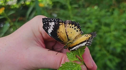 Close up view of an orange  butterfly  Stock Footage 269549545